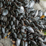 invasive-golden-mussels-stacked-together-on-california-lake