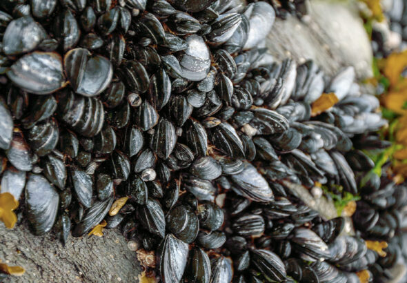 invasive-golden-mussels-stacked-together-on-california-lake